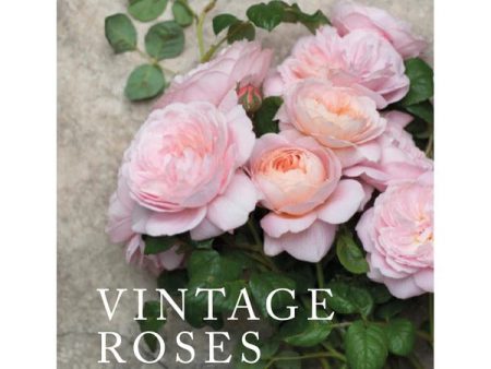 Vintage Roses on Sale